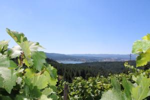 Vigneto più alto d'Europa Cava di Melis