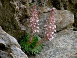Saxifraga florulenta