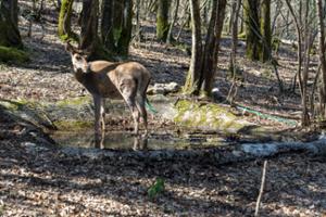 Oasi WWF Guardiaregia-Campochiaro