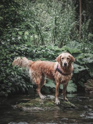 RIVERTREKKING