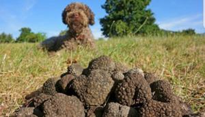 Trufflexperience by Di Iorio tartufi