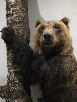Museo dell'Orso Marsicano