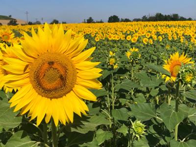 GIRASOLI A FARIGLIANO
