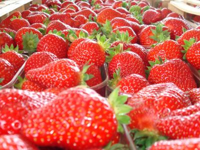 SAGRA DELLA FRAGOLA