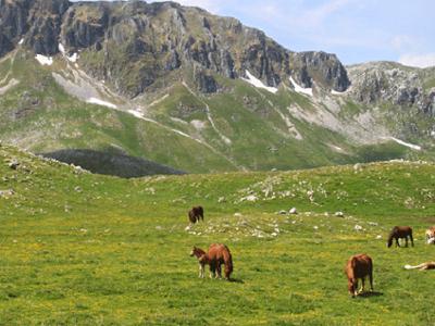 San Massimo - Bojano