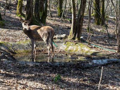 Oasi WWF Guardiaregia-Campochiaro