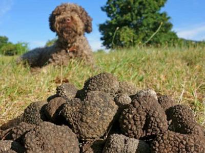 Trufflexperience by Di Iorio tartufi 