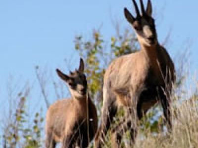 Parco Nazionale d'Abruzzo, Lazio e Molise
