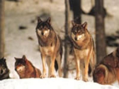 Parco Nazionale d'Abruzzo, Lazio e Molise