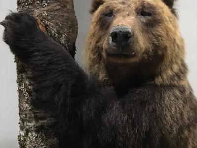Museo dell'Orso Marsicano