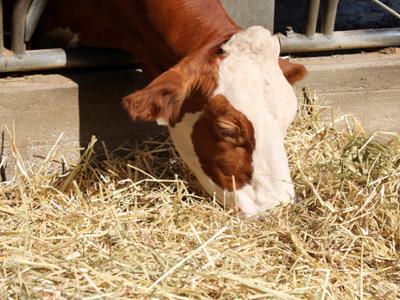 Mucche podoliche Sila