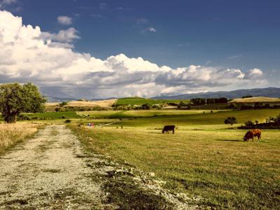 Mucche podoliche Sila
