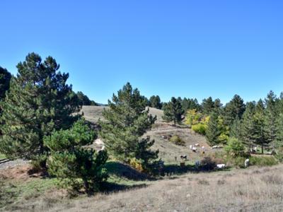 Mucche podoliche Sila