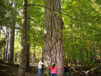 Riserva Giganti della Sila