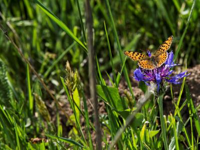 Trekking e natura Sila