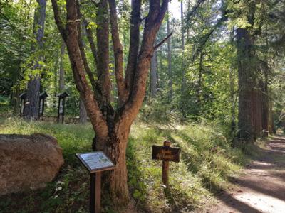 Arboreto del Parco