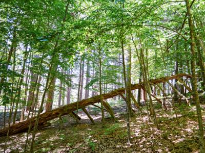 Riserva Giganti della Sila