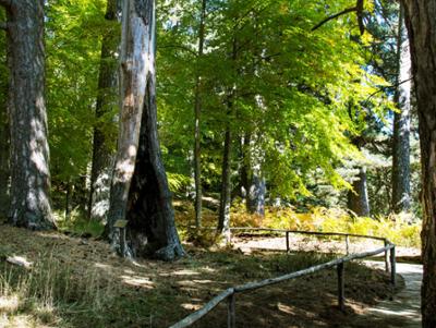 Riserva Giganti della Sila