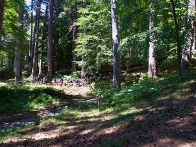 Riserva Giganti della Sila