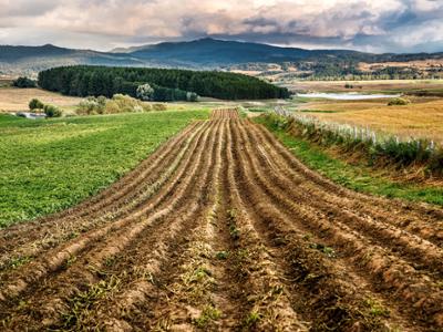 Patata della Sila IGP