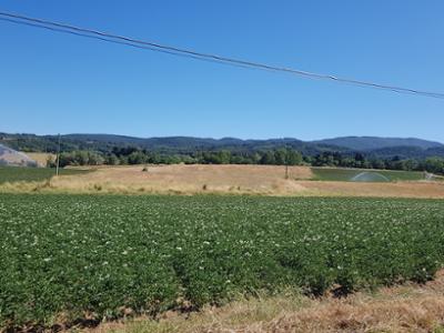 Patata della Sila IGP