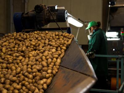 Patata della Sila IGP