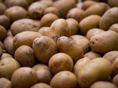 Patata della Sila IGP