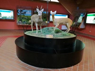 Museo Centro Visite Cupone