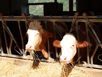 Fattoria didattica in Sila