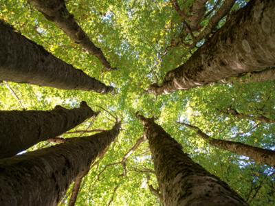 Natura incontaminata Sila
