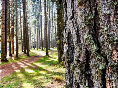 Natura Parco Nazionale della Sila