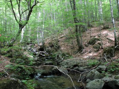 Natura Parco Nazionale della Sila