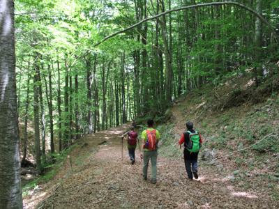 Sentiero di trekking nel Parco Nazionale della Sila