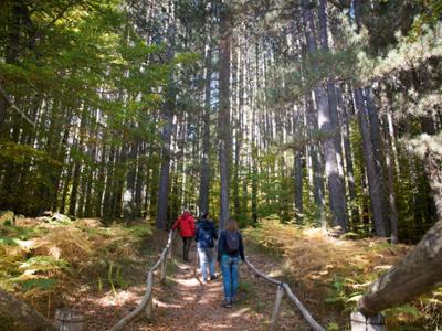 Riserva dei Giganti della Sila Camigliatello Silano
