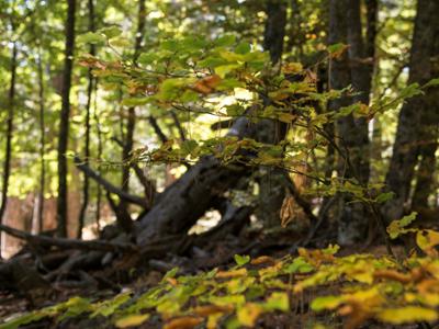 Riserva Giganti della Sila