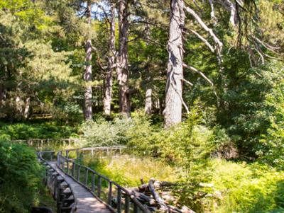 Riserva Giganti della Sila