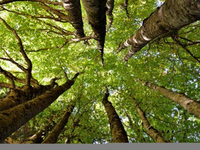 Natura nel Parco Nazionale della Sila
