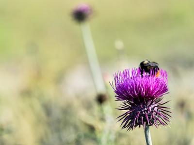 Biodiversità nel Parco Nazionale della Sila
