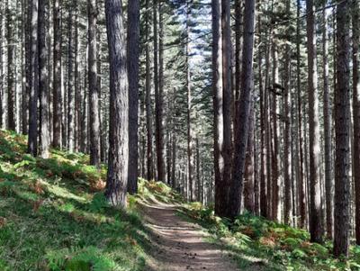 Riserva Biogenetica Poverella Parco Nazionale della Sila Villaggio Mancuso