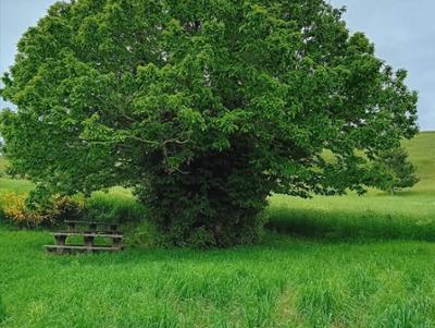 Castagno San Francesco Parco Nazionale della Sila