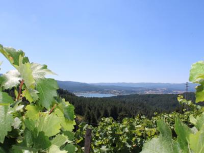 Vigneto più alto d'Europa Cava di Melis