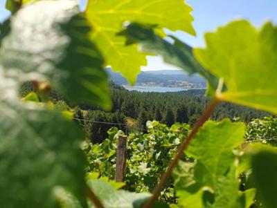 Vigneto più alto d'Europa Cava di Melis