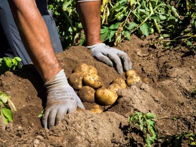 Sagra della Patata 2025 Lagarò Lupinacci