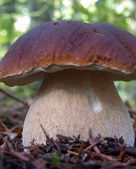 Funghi
