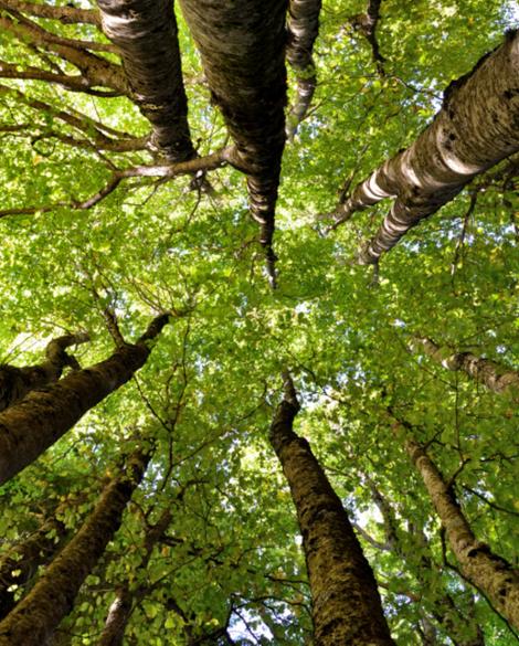 Escursione tra i Giganti della Sila e degustazione prodotti tipici