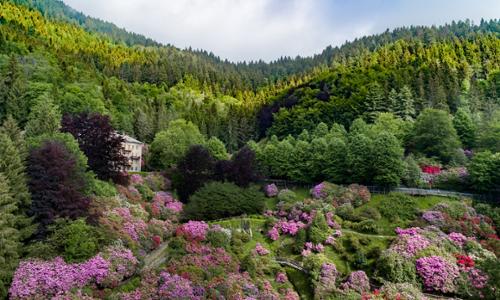 Passeggiate guidate nella Conca dei Rododendri dell'Oasi Zegna