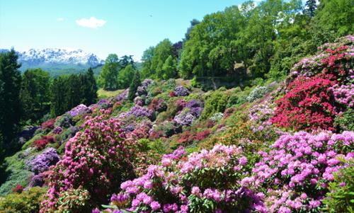 Le fioriture di primavera nel Biellese