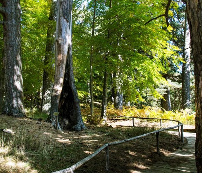 Riserva Giganti della Sila