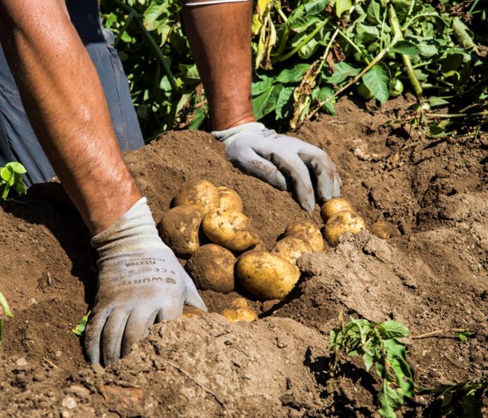 Patata della Sila IGP