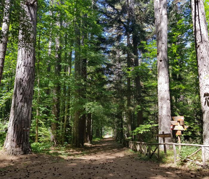 Arboreto del Parco